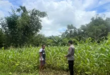Polsek Batuputih Pantau Perawatan Jagung Lokal