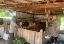 Anggota Polsek Batuputih Dampingi Peternak Wujudkan Swasembada Pangan