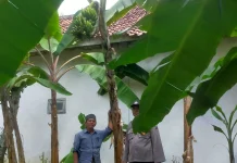 Personel Polsek Batuputih Pantau Tanaman Pisang Warga Program P2B