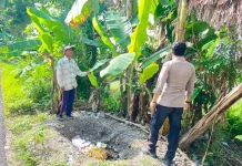 Polsek Batuputih Pantau Tanaman Pisang Warga