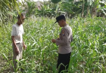 Polsek Batuputih Cek Tanaman Jagung Warga