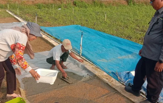 Brigade Pangan Ataneh Atane' Melakukan Penyemaian Padi dengan Metode Dapok