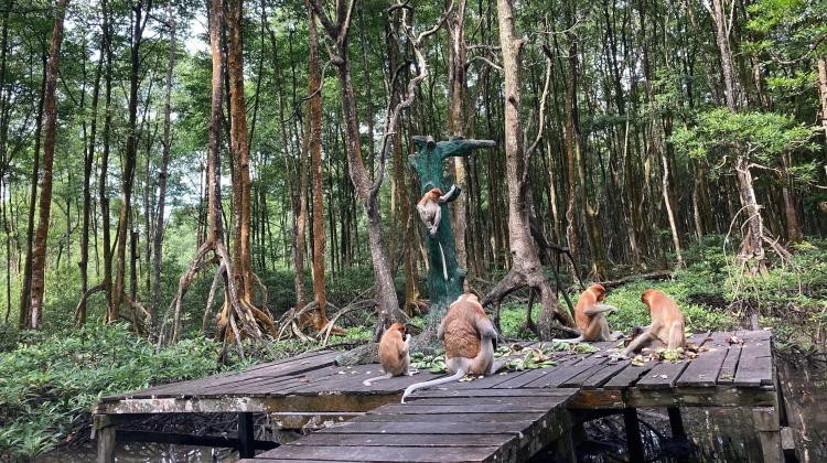 Suasana Asri yang dirindukan dari Sudut Hutan Mangrove Kota Tarakan