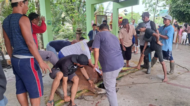 Pemotongan Hewan Kurban Hari Raya Idul Adha 1447 H/2026 di Kelurahan Kampung Enam