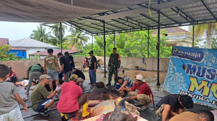 Pemotongan Hewan Kurban Hari Raya Idul Adha 1447 H/2026 di Kelurahan Kampung Enam