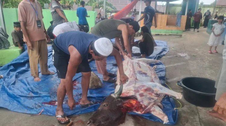 Kegiatan Pemotongan Hewan Qurban di Kelurahan Selumit Pantai
