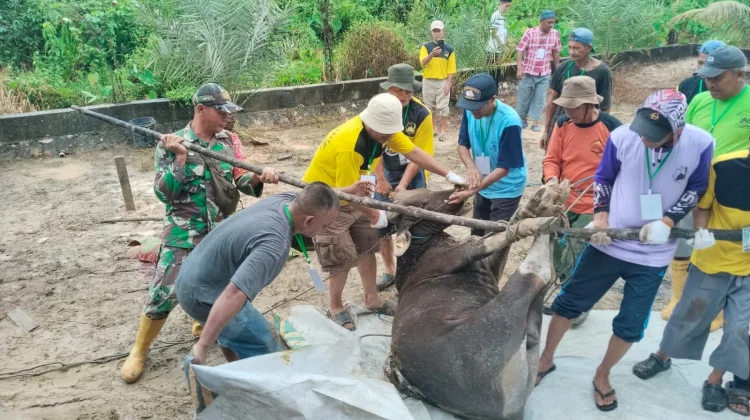 Kegiatan Pemotongan Hewan Qurban di Kelurahan Karang Harapan
