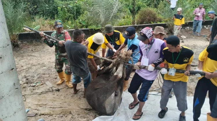 Kegiatan Pemotongan Hewan Qurban di Kelurahan Karang Harapan