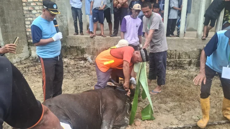 Kegiatan Pemotongan Hewan Qurban di Kelurahan Karang Harapan