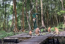 Suasana Asri yang dirindukan dari Sudut Hutan Mangrove Kota Tarakan