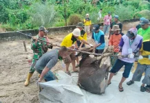 Kegiatan Pemotongan Hewan Qurban di Kelurahan Karang Harapan