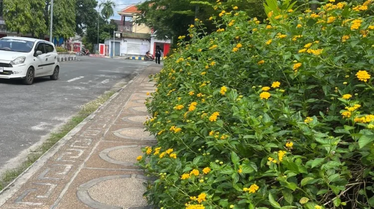 Wajah Baru Kota Langgur Cantik dengan Bunga Lantana