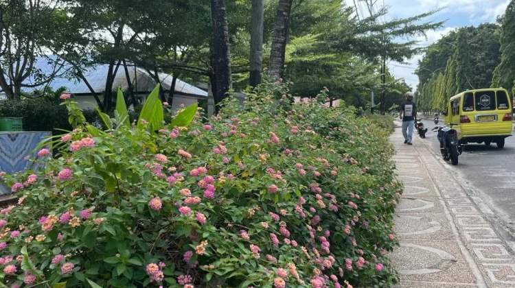 Wajah Baru Kota Langgur Cantik dengan Bunga Lantana