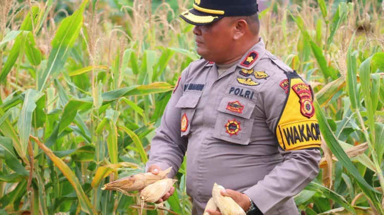 Dukung Swasembada Pangan, Polres Tual Panen Jagung
