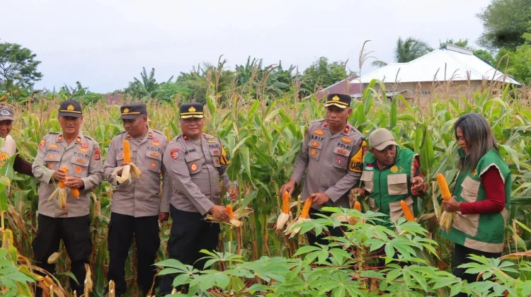 Dukung Swasembada Pangan, Polres Tual Panen Jagung