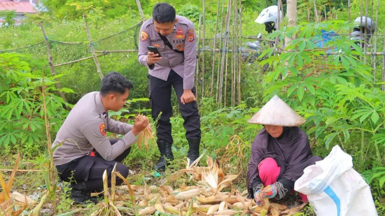 Dukung Swasembada Pangan, Polres Tual Panen Jagung