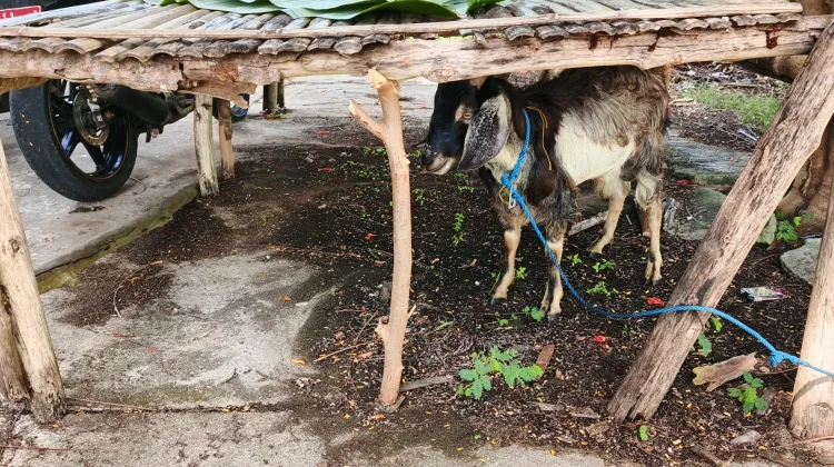 Praktik Penyembelihan Hewan Kurban di Dinas Pertanian Kota Tual
