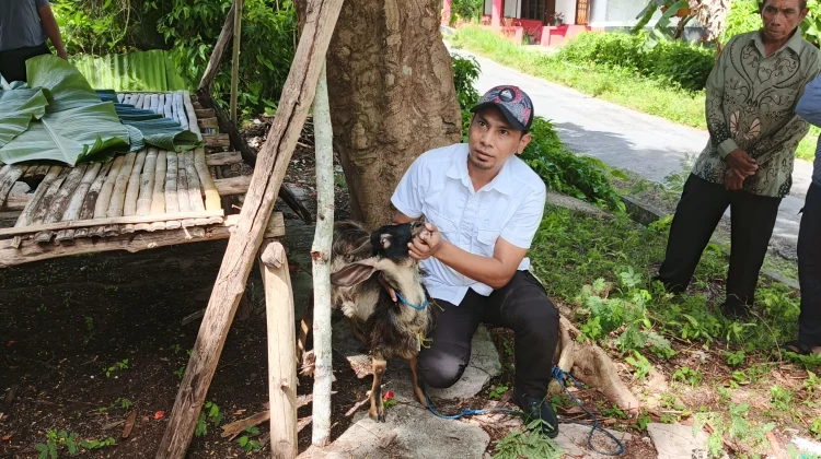 Praktik Penyembelihan Hewan Kurban di Dinas Pertanian Kota Tual