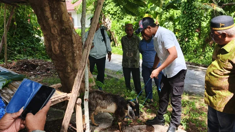 Praktik Penyembelihan Hewan Kurban di Dinas Pertanian Kota Tual