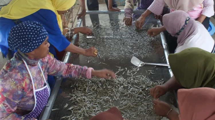 Desa Selayar Kembangkan Ikan Teri Dengan Bantuan Rumah BUMN Tual