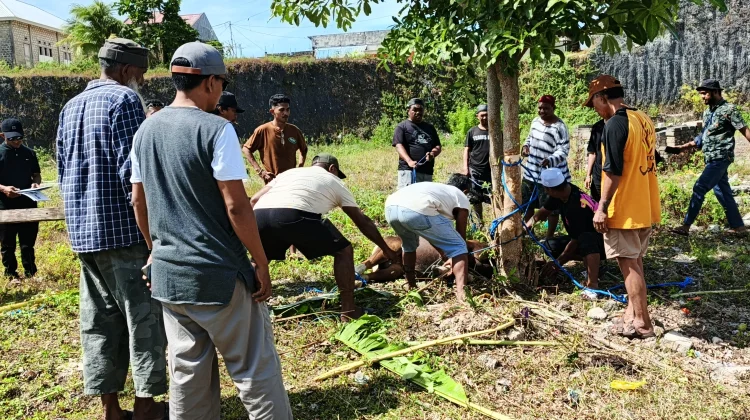 DKM Darul Islam Sembelih Hewan Kurban di Bantu Warga hingga Anak Muda