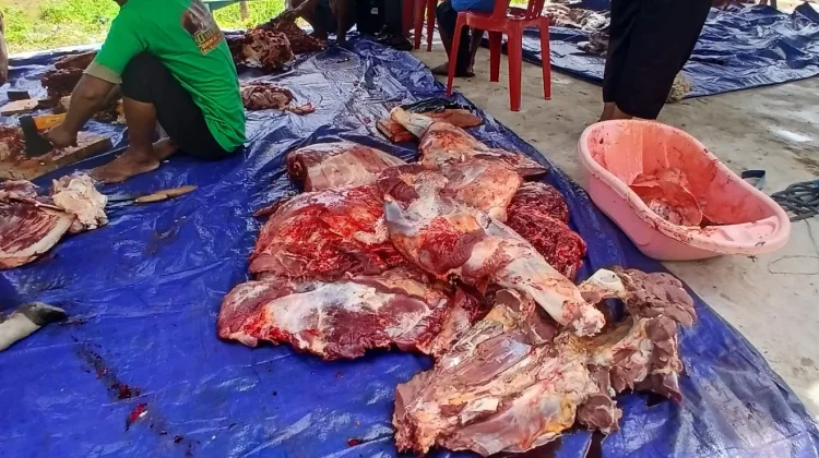Penyaluran Hewan Qurban di Masjid Al-Amin BTN Koperasi Kota Tual