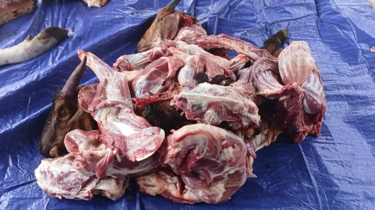Penyaluran Hewan Qurban di Masjid Al-Amin BTN Koperasi Kota Tual