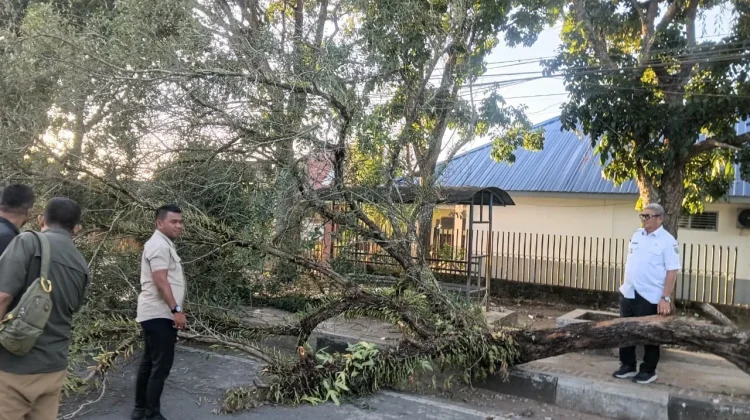 Pohon Tumbang di Langgur, Akses Jalan Kembali Normal setelah Dibersihkan