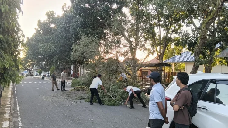 Pohon Tumbang di Langgur, Akses Jalan Kembali Normal setelah Dibersihkan