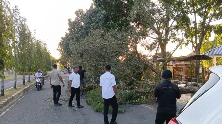 Pohon Tumbang di Langgur, Akses Jalan Kembali Normal setelah Dibersihkan