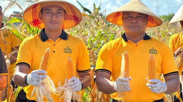 Polres Tual Dukung Ketahanan Pangan Dengan Panen Raya Jagung