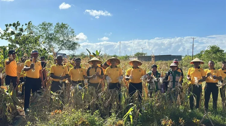 Polres Tual Dukung Ketahanan Pangan Dengan Panen Raya Jagung