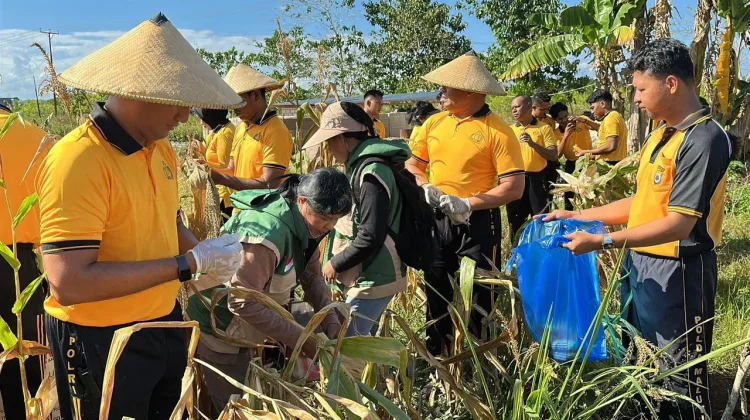 Polres Tual Dukung Ketahanan Pangan Dengan Panen Raya Jagung