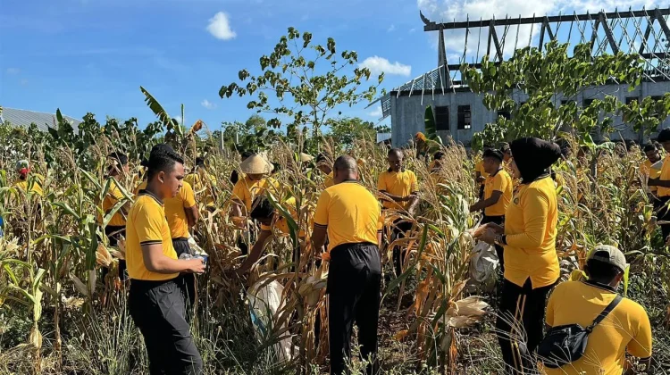 Polres Tual Dukung Ketahanan Pangan Dengan Panen Raya Jagung