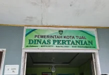 Praktik Penyembelihan Hewan Kurban di Dinas Pertanian Kota Tual