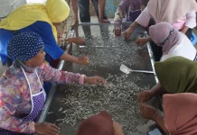 Desa Selayar Kembangkan Ikan Teri Dengan Bantuan Rumah BUMN Tual