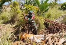 Lestarikan Kearifan Lokal, Babinsa Dampingi Pengolahan Sagu Tradisional