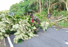 Babinsa Bersama Warga Buka Akses Jalan akibat Pohon Tumbang