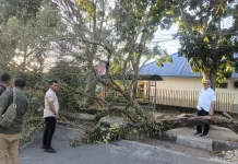 Pohon Tumbang di Langgur, Akses Jalan Kembali Normal setelah Dibersihkan