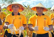 Polres Tual Dukung Ketahanan Pangan Dengan Panen Raya Jagung