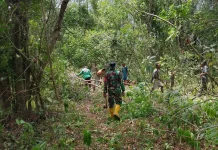 Babinsa Bersama Warga Tubyal Ambil Kayu untuk Pagar Kebun