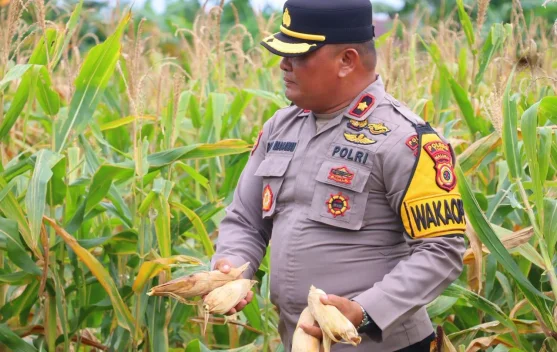 Dukung Swasembada Pangan, Polres Tual Panen Jagung