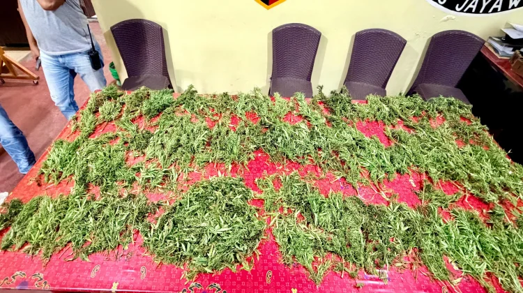 Satresnarkoba Polres Jayawijaya Temukan 2,6 Kilogram Ganja di Pasar Wouma Wamena