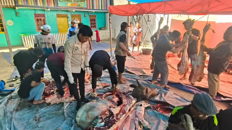 Idul Adha Penuh Kepedulian, LDII Jayawijaya Tebar 400 Kantong Daging