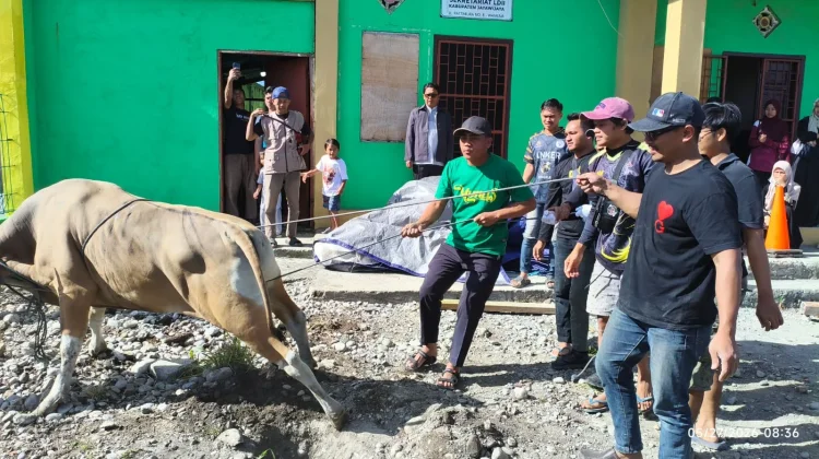 Idul Adha Penuh Kepedulian, LDII Jayawijaya Tebar 400 Kantong Daging