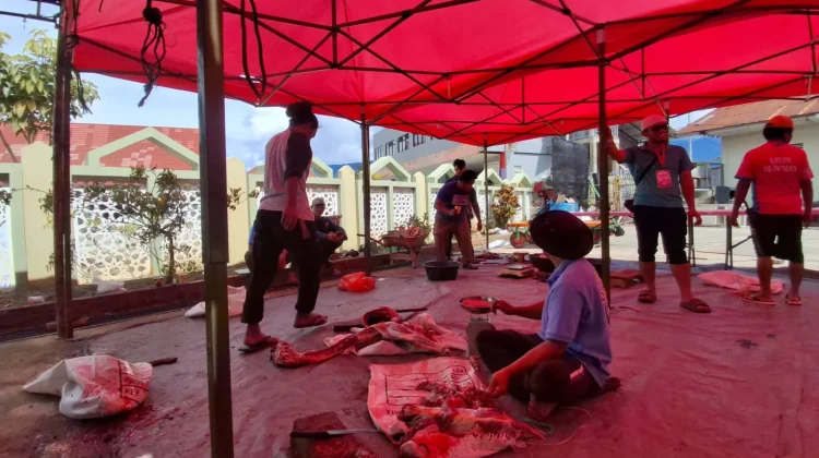 Hewan Kurban di Masjid Baiturrahman Meningkat, Capai 10 Ekor pada Idul Adha 1447 H