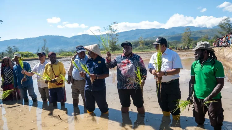 Cetak Sawah Papua Pegunungan Jadi Prioritas Pengembangan Pangan