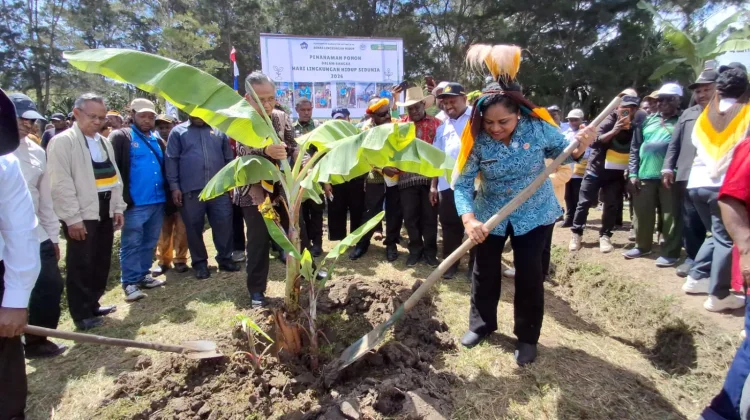 Dorong Pangan Lokal Berkelanjutan Pemkab Jayawijaya Tanam Pohon di Yalengga