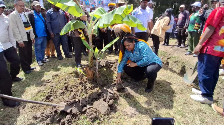 Dorong Pangan Lokal Berkelanjutan Pemkab Jayawijaya Tanam Pohon di Yalengga