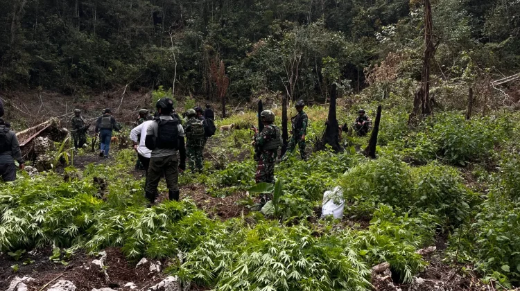 TNI-Polri berhasil menemukan ladang ganja di kawasan hutan Kampung Siminbuk